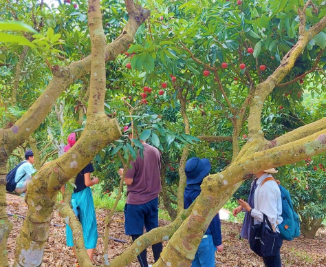 Lychee hunting half day tour